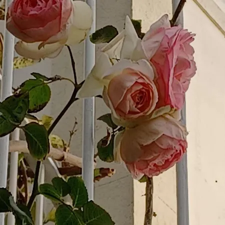 بيت للعطل Casa Da *