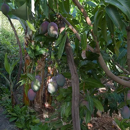 بيت للعطل Casa Da