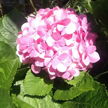 Дом отдыха Casa Da Madalena do Mar