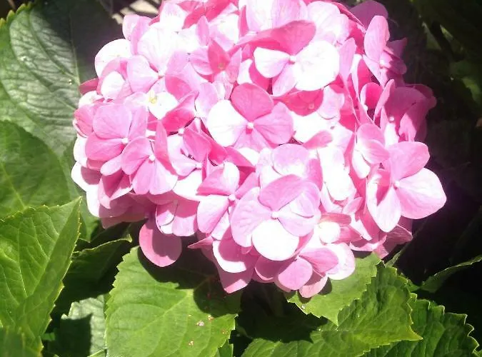 בית נופש Casa Da Madalena do Mar